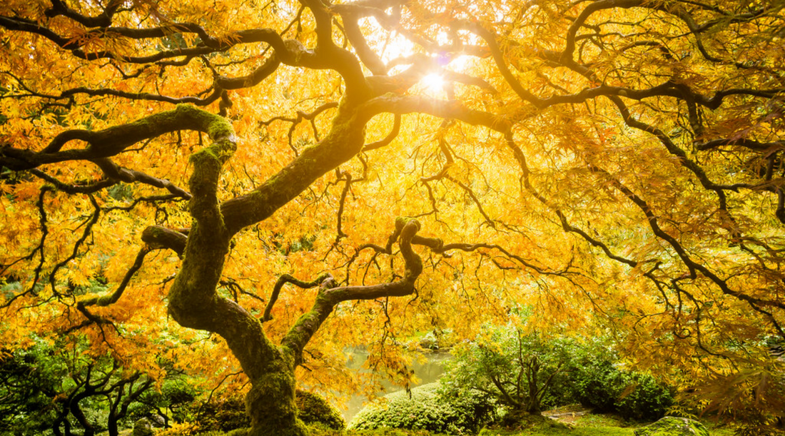 What Does The Tree Of Life Represent In The Bible?-Catholically